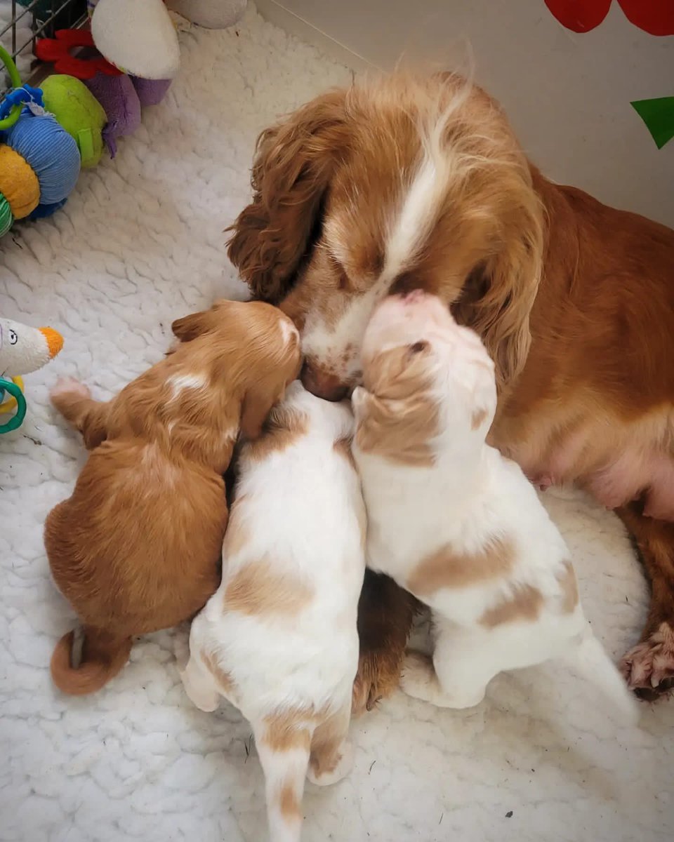 HearingDogs's tweet image. Happy Mother's Day!

Lots of love from hearing dog mum, Jasmine, and her little pups Jenna, Jester, and Jasmine 🧡🐾