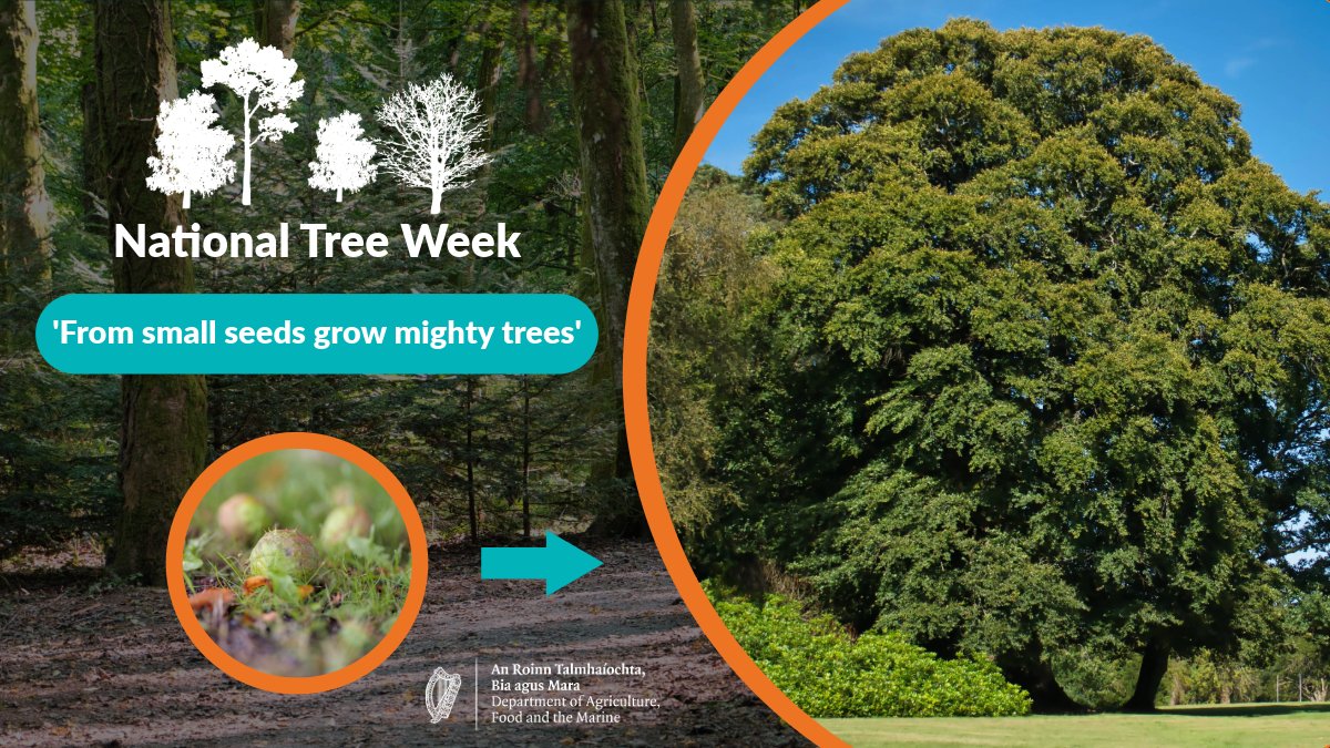 It's #NationalTreeWeek. Take time to stop, view and appreciate the trees you have in your area. They provide wonderful habitats for wildlife, shade and shelter for people and animals, and are important for soil retention and maintenance.