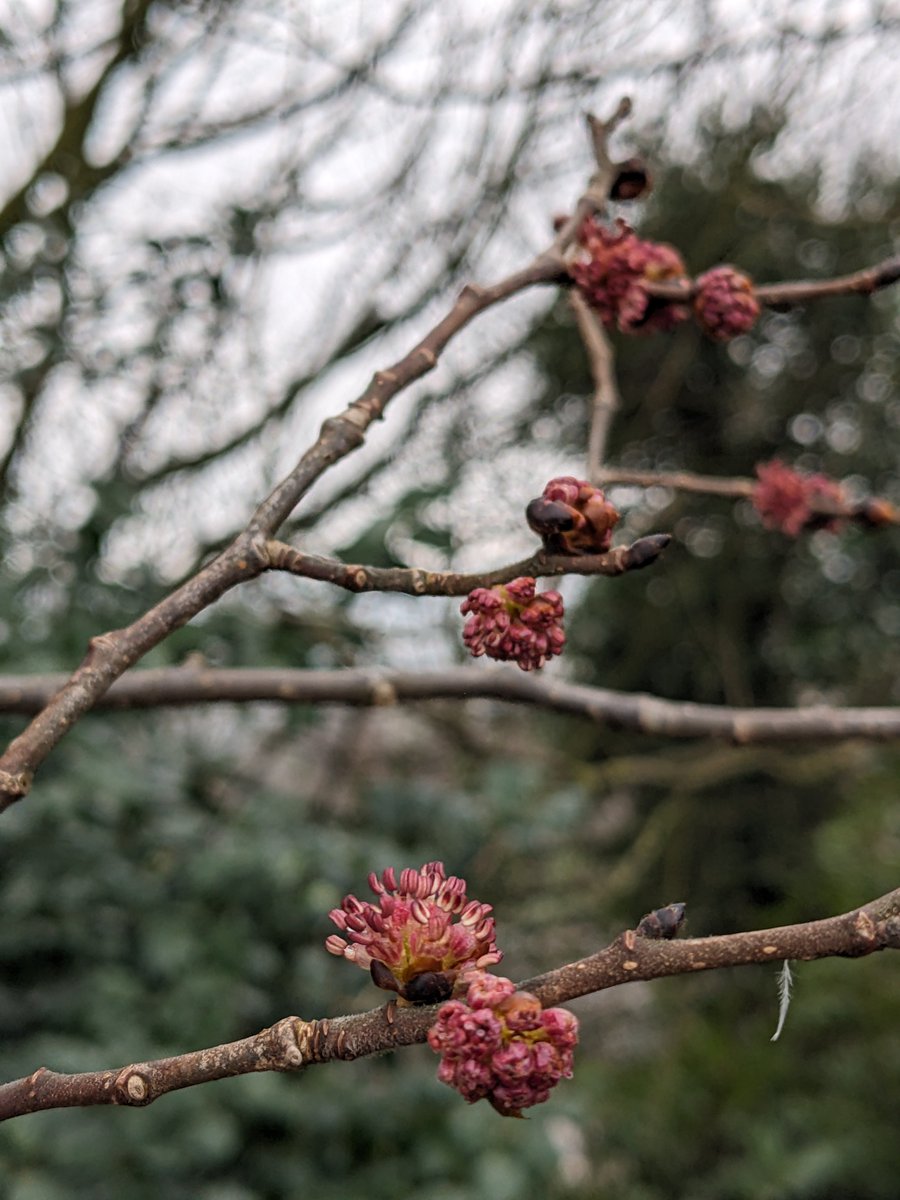 Some signs of early spring awakening from our trees at Undercliffe Cemetery. Wych Elm, Goat Willow and Alder.