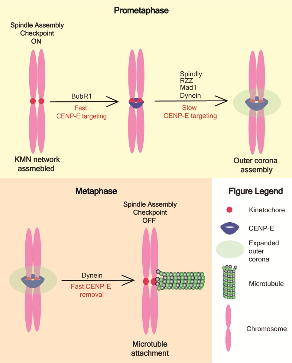 CENP-E recruitment pathways to kinetochore dissected by the Welburn lab. Recent study published in @currentbiology from @dynamicMT lab. cell.com/current-biolog…