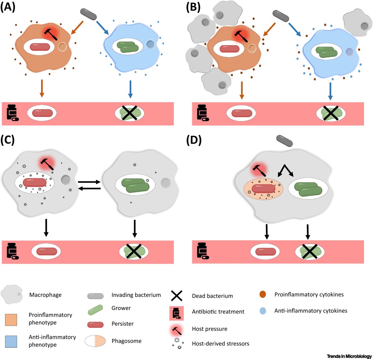 The macrophage–bacterium mismatch in persister formation  

Opinion article by Iris Dadole (<a href="/IrisDadole/">Iris DADOLE</a>), Didier Blaha (<a href="/blaha_didier/">Didier Blaha</a>), and Nicolas Personnic (<a href="/PersonnicLab/">Personnic Lab</a>)

<a href="/CIRI_Lyon/">CIRI Lyon</a>

OA link: rb.gy/t0q90n