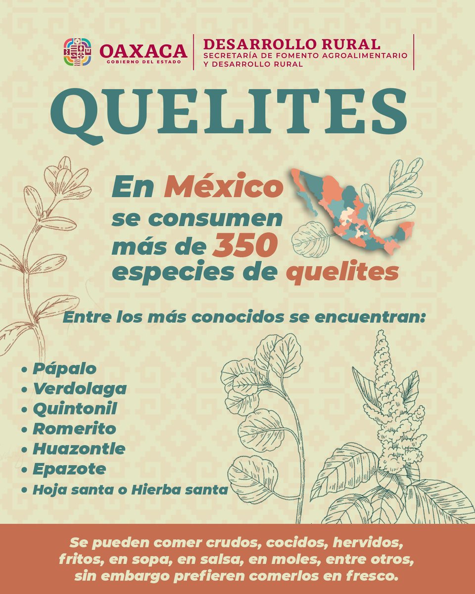 SEFADER_GobOax's tweet photo. Los quelites son parte de nuestra gastronomía, su consumo nos aporta muchos nutrientes.

Comenta cuáles se comen en tu localidad. https://t.co/kgrin4fZPn