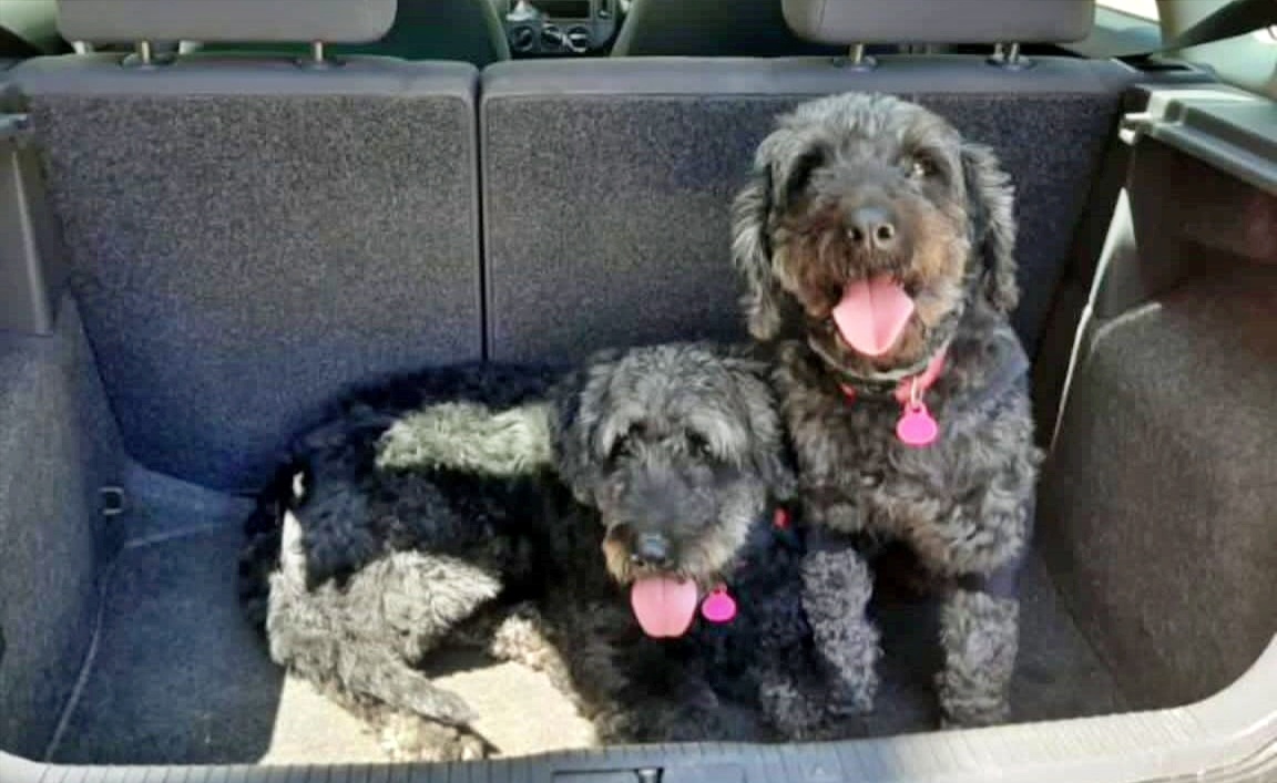 SosAbuelos1's tweet image. #Cádiz
#JANGO &amp;amp; #PEQUE fueron adoptados de cachorros. Ahora, a sus 8 añitos, su dueño no puede seguir haciéndose cargo de ellos y el sábado, si nadie lo remedia, tenemos que sacarlos de donde están.

NO TENEMOS CHENILES VACÍOS EN LA PROTE!!!
ESTE RITMO ES INSOSTENIBLE 😔

No…