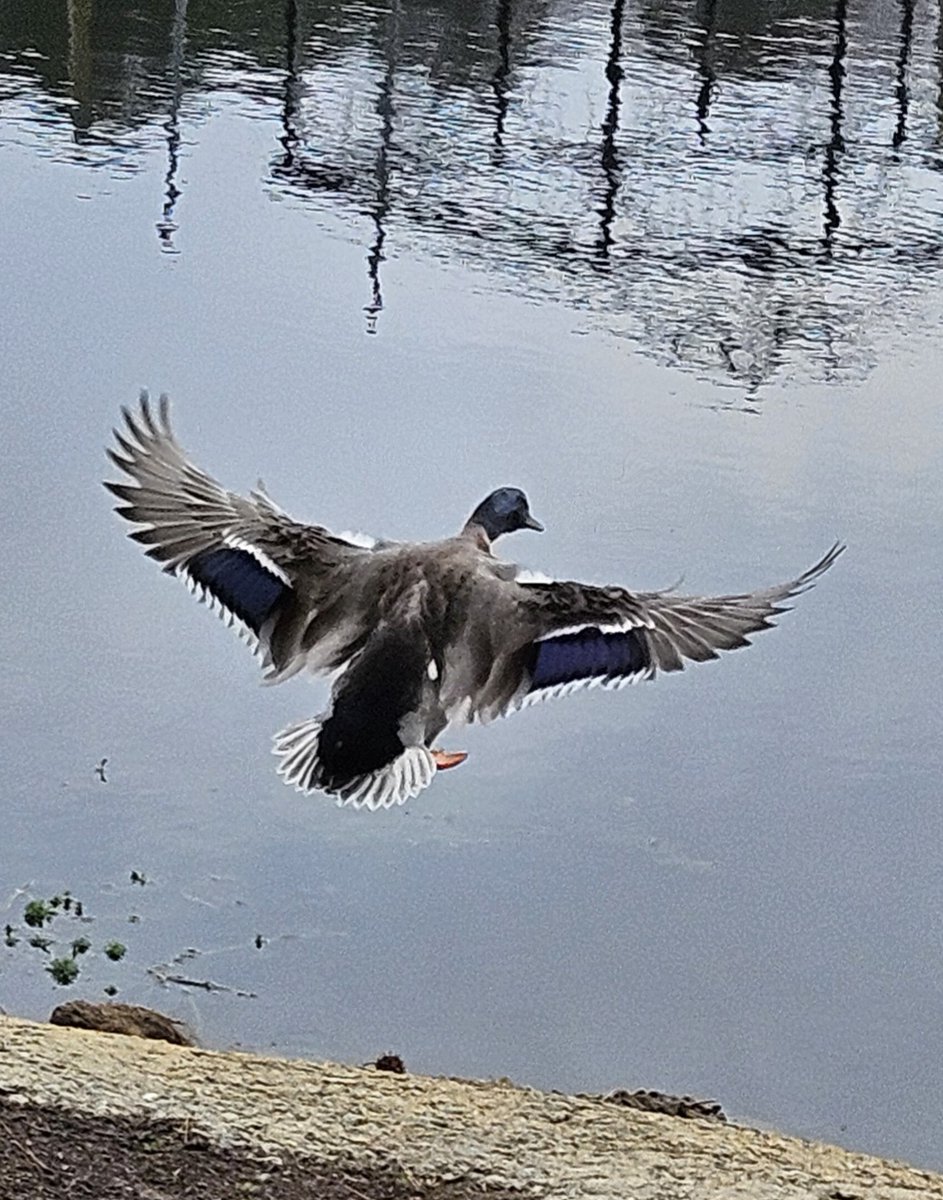 Good morning friends 🌞! Whatever is going on in life today, remember 'You Got This ❤️' !! Hope everyone has a wonderful day ! #GoodMorningTwitterWorld #WednesdayMotivation #photography #Trending #outdoors #NatureBeauty #bird #inspirational #PositiveVibes