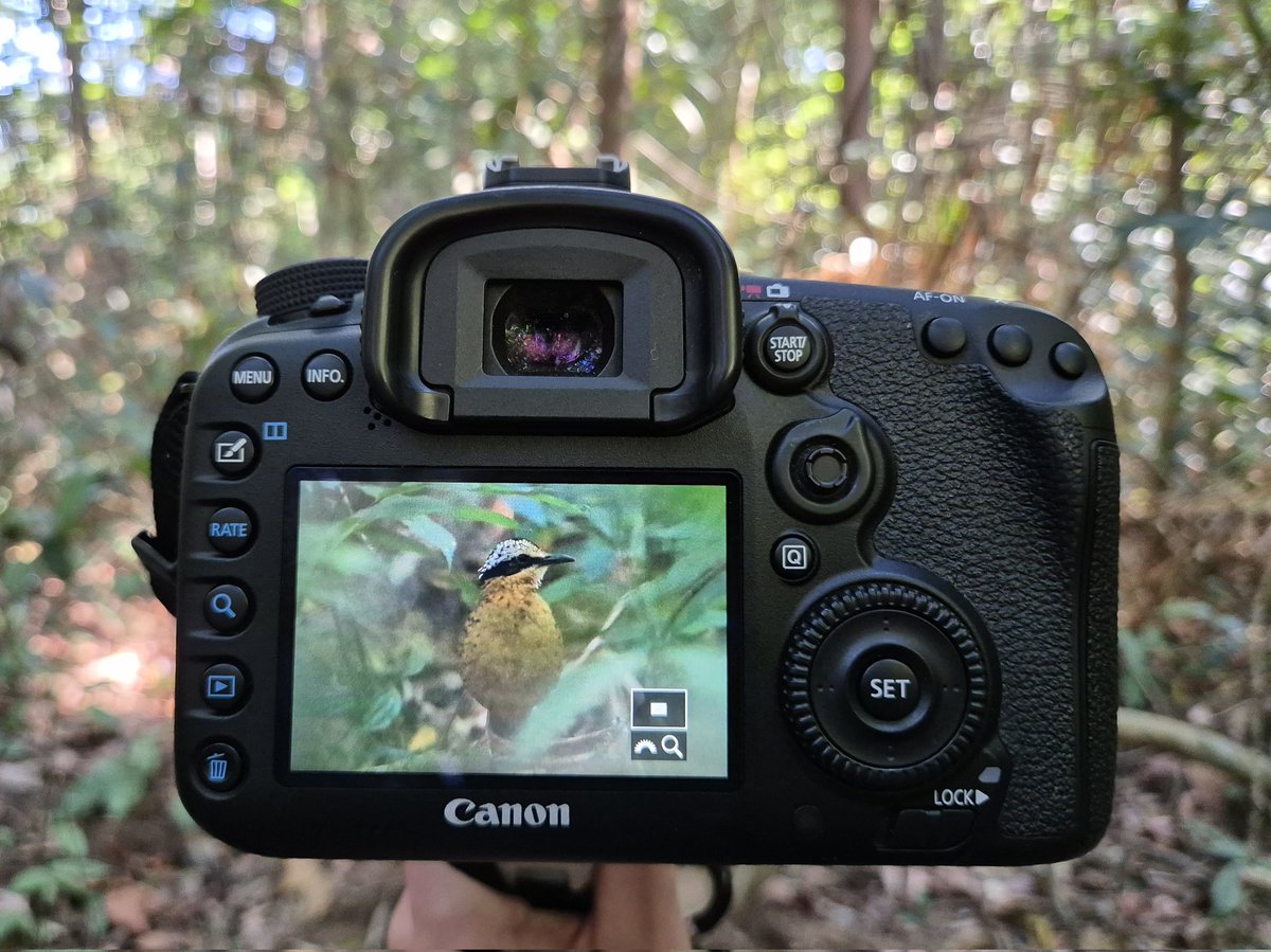 After yesterday's Ground-Cuckoo, we managed this male Eared Pitta this morning at Khao Yai! Another fantastic and difficult to see species