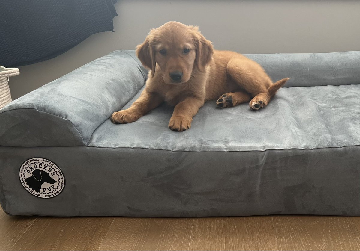 JeffyDub22's tweet photo. Splash was born to be a #processpup
Will pee everywhere in house, besides on this bed ! 😂
@SpikeEskin @Michael_Levin @bigbarkerusa @RTRSPodcast https://t.co/QvMqGubTuy