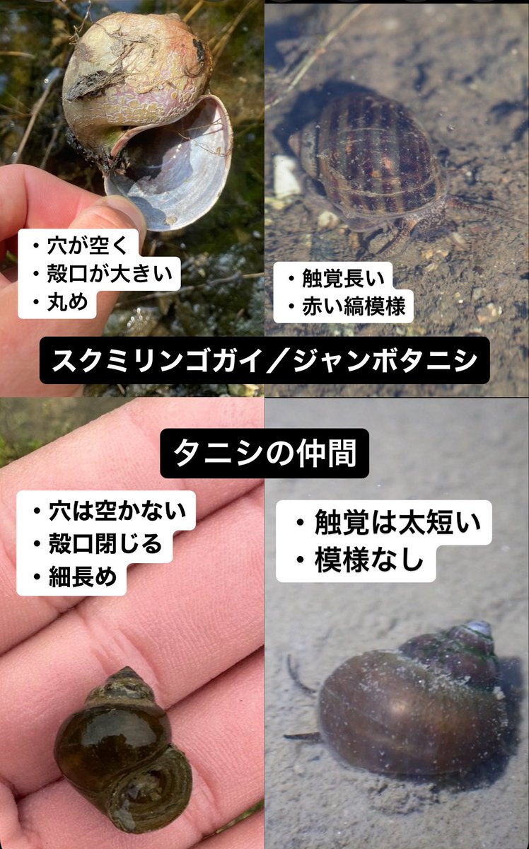 タニシって殻口が閉じたモノだと思っていたけど、ジャンボタニシは違う