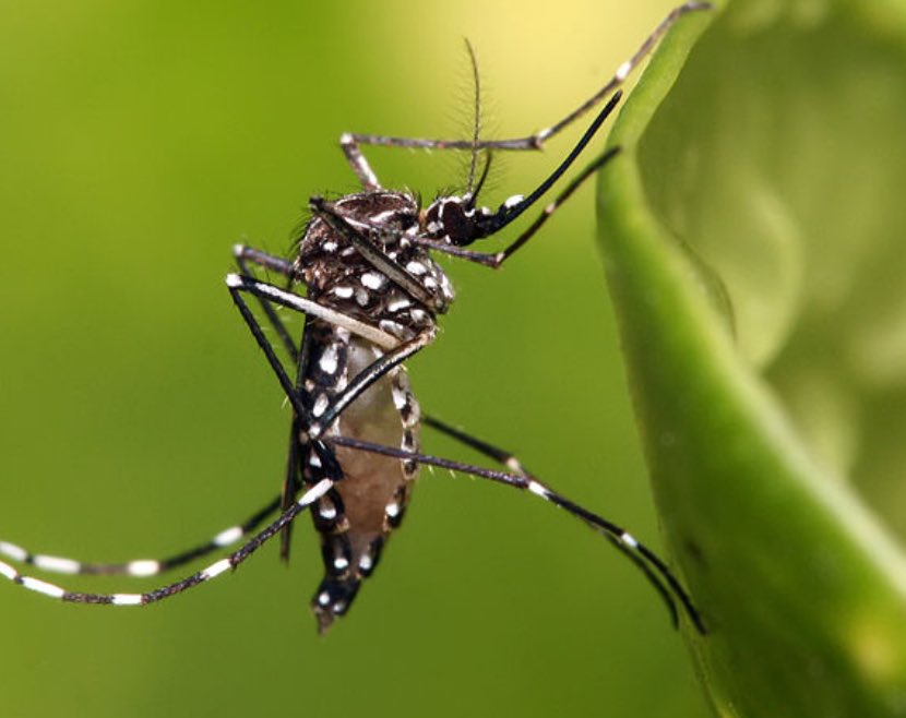 Orgullo de ser del CONICET, estudiamos el DENGUE desde Argentina para los argentinos y el
mundo. 
Estamos en la peor epidemia de dengue de la historia y no nos dejan trabajar…
No al desmantelamiento del sistema científico!