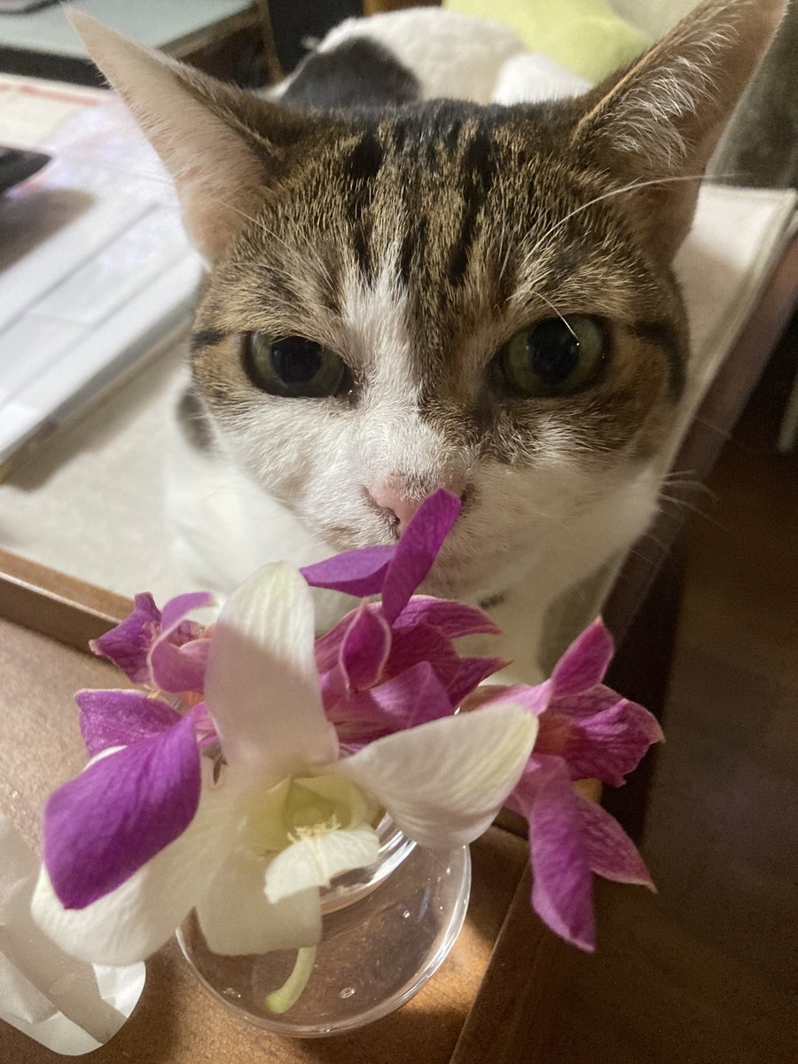 Nagi_Immortal tweet media