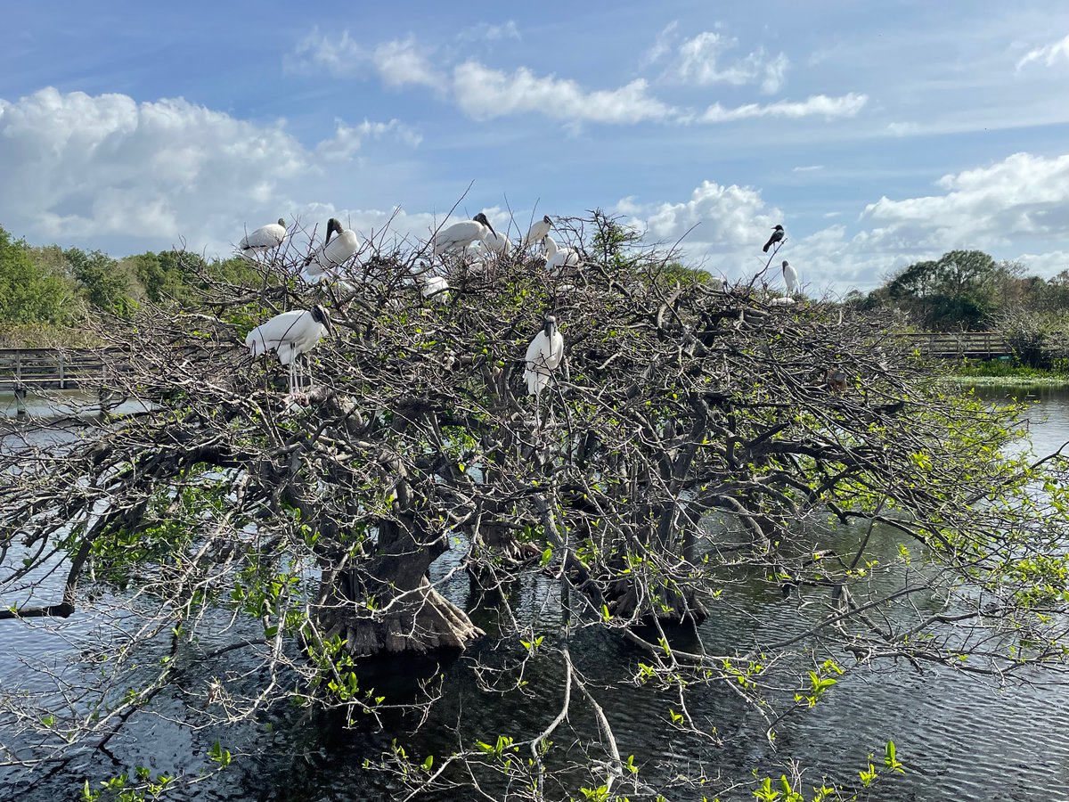 GSSstingrays's tweet photo. Recently, the 5th grade took a field trip to the Wakodahatchee Wetlands. The Wetlands are a man-made habitat where over 100 bird species have been spotted. The students explored the wetlands and took time to identify wood storks, white egrets, herons, and moorhens. https://t.co/eE5IpvMsog
