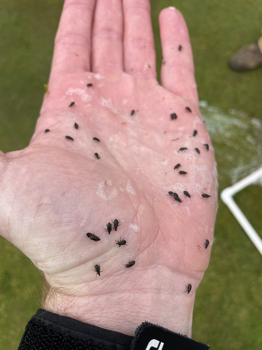 Low numbers at a course outside of Roanoke yesterday. Less than 1 per sq ft. Was a different story this morning at another course in SW VA. #soapflush