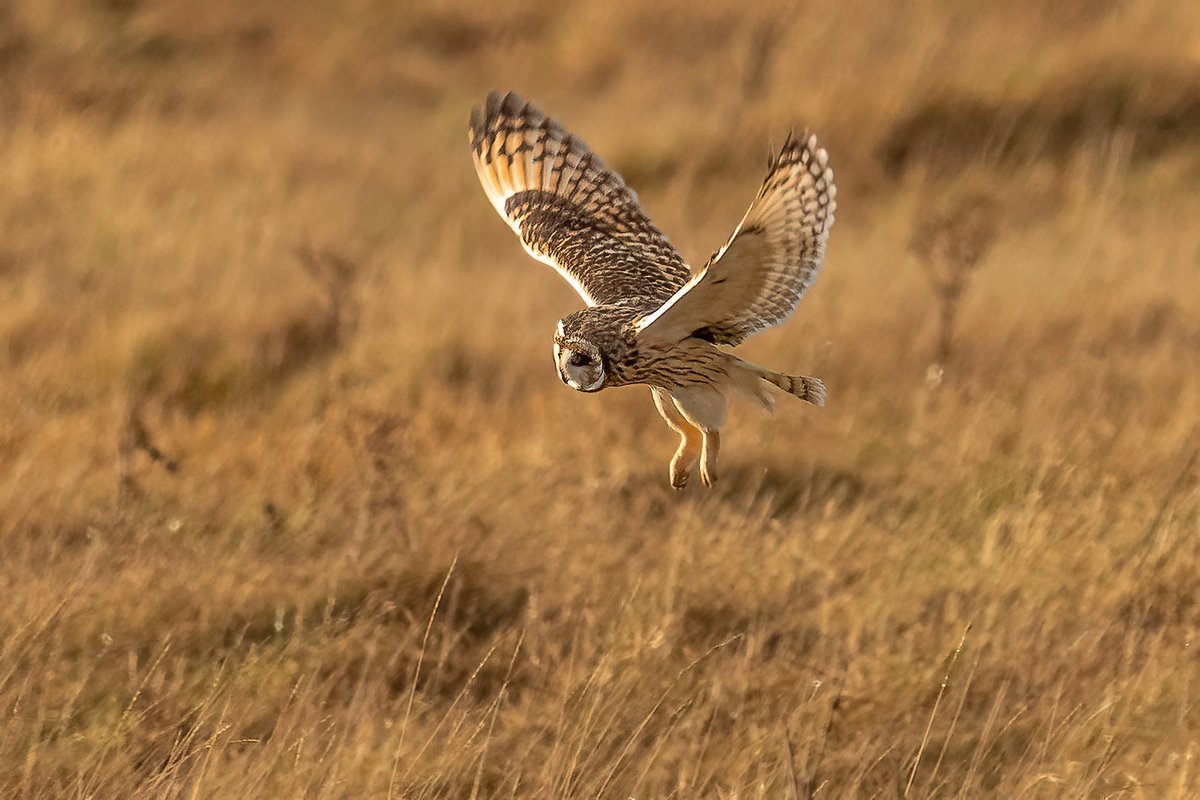 Looks like dinner time for this Short-eared owl.
#Birds #birdwatching #birdphotography