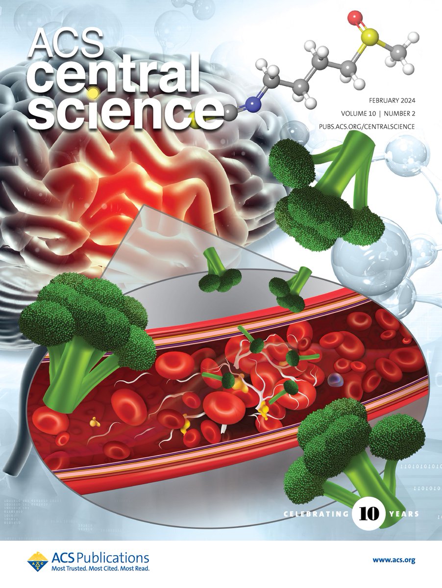 liu_xuyu's tweet image. Thrilled to share our research on utilizing sulforaphane derived from broccoli to enhance clot-busting treatment has been highlighted on the front cover of ACS Central Science! A shining example of how healthy eating can lead to groundbreaking science!🥦💡@ACS4Authors #MyACSCover