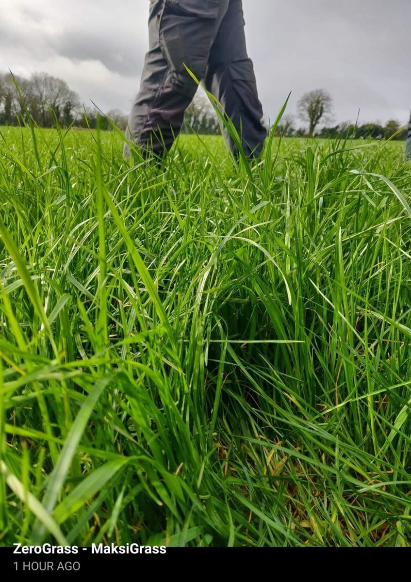 🇩🇰 It's brilliant to welcome our Danish farmers to Ireland for some farm tours, a look at the grasses, some great craic and a demonstration of our latest product in action!

It is great to hear how zero grazing is benefitting so many farmers in Denmark 🇩🇰

#creatingnewstandards