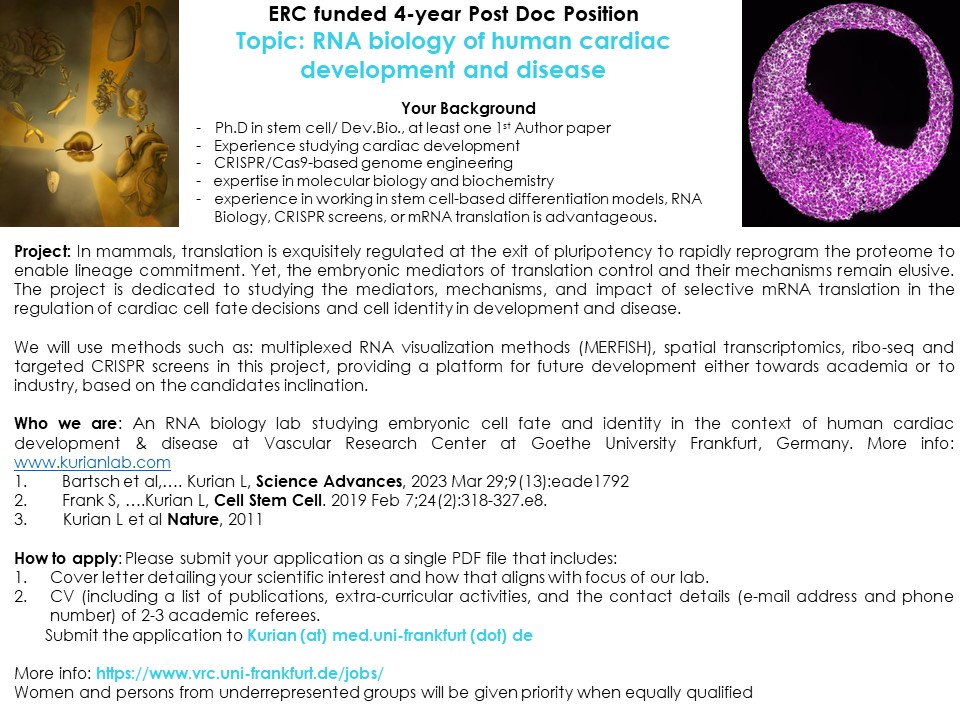 Kurian Lab (@kurianlab) on Twitter photo Are you a developmental biologist studying cardiac cell fate decisions with an interest in RNA biology looking for a post-doc position?
Join us at our new lab at Goethe University Frankfurt
<a href="/UK_Frankfurt/">Universitätsmedizin Frankfurt</a>
<a href="/ERC_Research/">European Research Council (ERC)</a>
Please RT🙏 Are you a developmental biologist studying cardiac cell fate decisions with an interest in RNA biology looking for a post-doc position?
Join us at our new lab at Goethe University Frankfurt
<a href="/UK_Frankfurt/">Universitätsmedizin Frankfurt</a>
<a href="/ERC_Research/">European Research Council (ERC)</a>
Please RT🙏