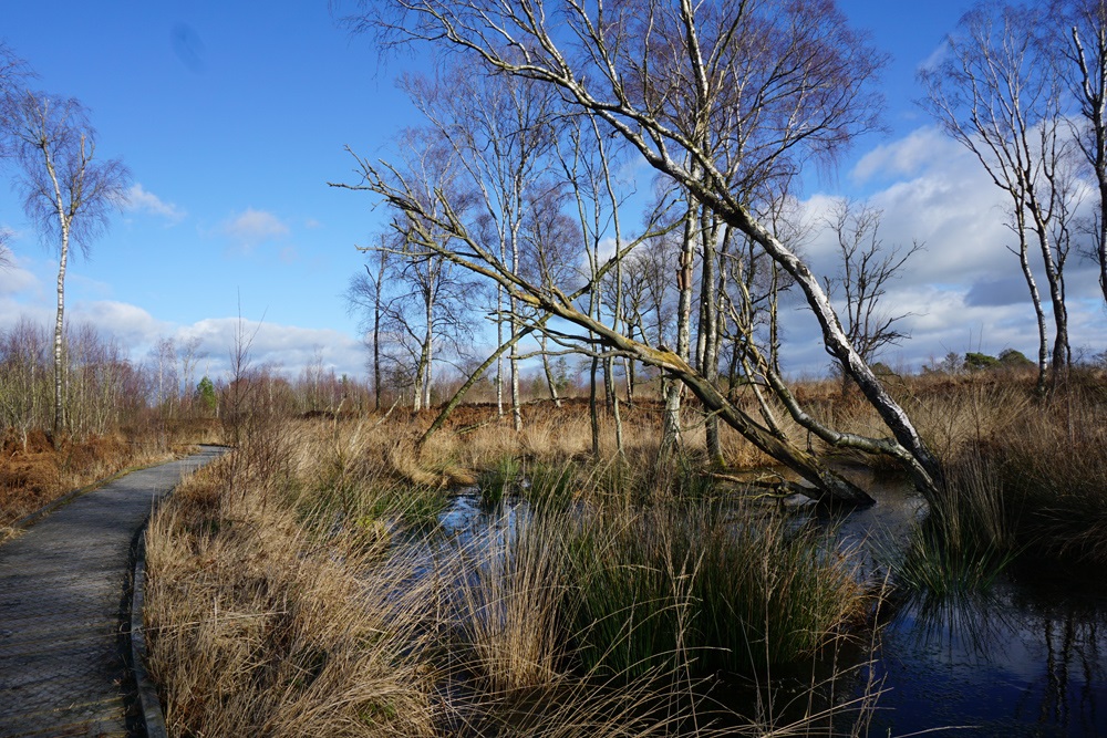 We're pleased to have contributed to the latest <a href="/iucnpeat/">IUCN UK Peatlands</a> 'Demonstrating Success' publication on Forest to Bog Restoration (F2B) with a case study about Foulshaw Moss Nature Reserve written by our Conservation Manager, David.

#ForestToBog #Peatlands #FoulshawMoss #Cumbria

(1/4)