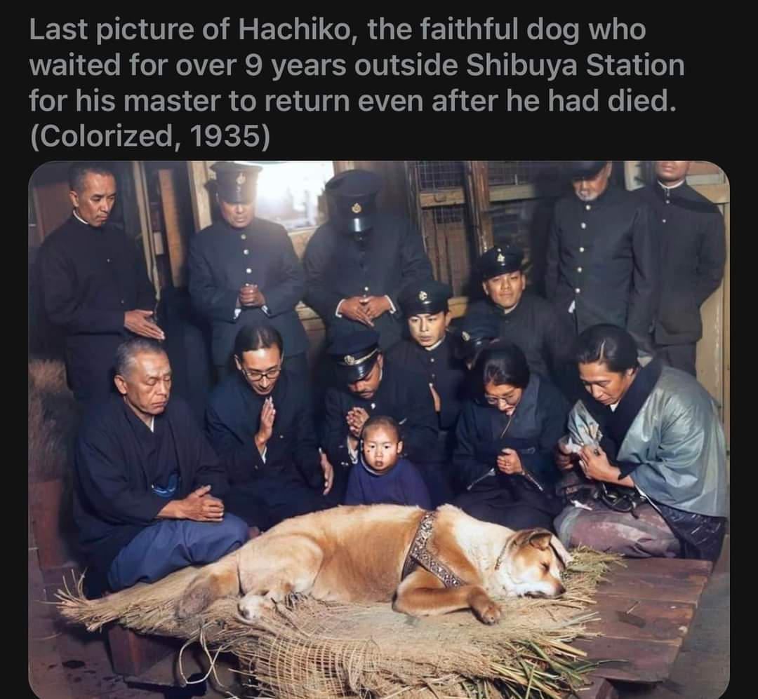 One of the most famous Dogs in History, immortalized by Richard Gere in a movie by his name - “Hachi : A Dog’s tale”