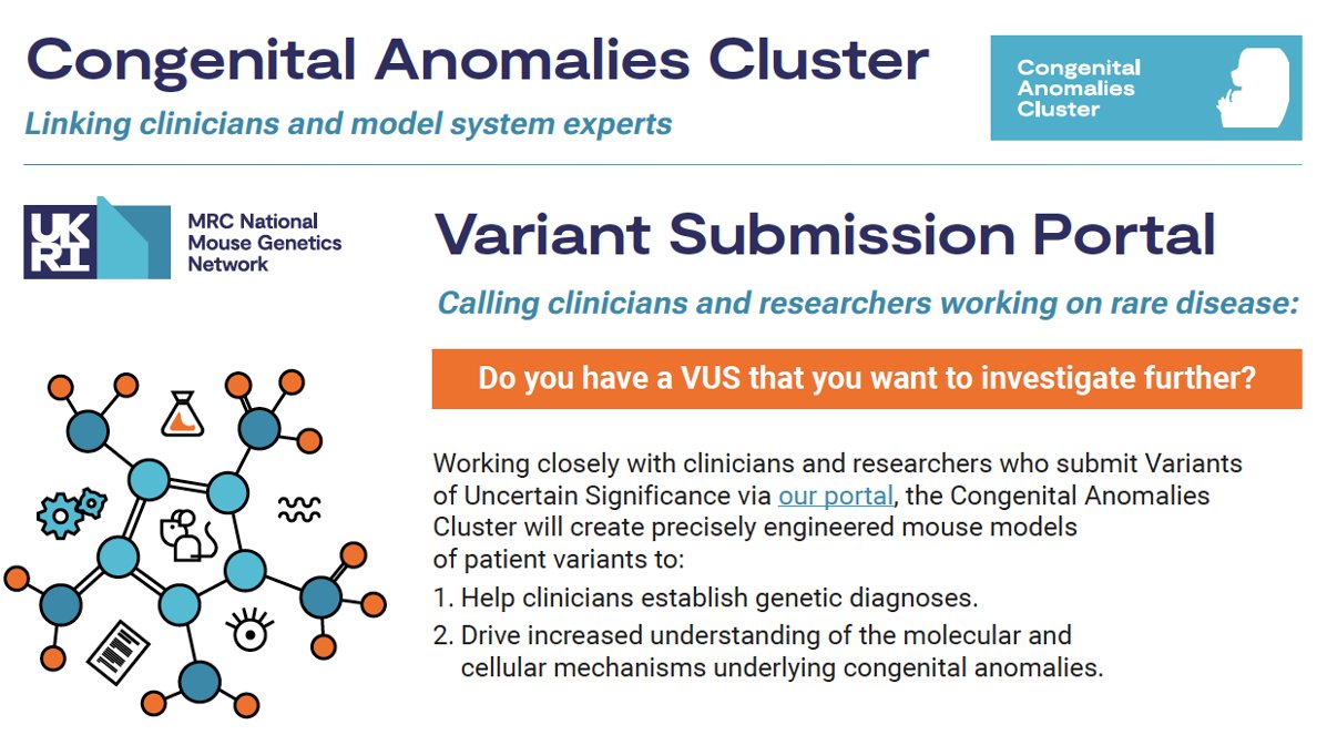 Wilkie Lab (@wilkie_lab) on Twitter photo Calling all rare disease researchers and clinicians who have a variant of uncertain significance... 🧬
The <a href="/MRCMouseNetwork/">MRC National Mouse Genetics Network</a> & <a href="/NMGN_CongAnom/">MRC NMGN Congenital Anomalies</a> (co-led by our PI <a href="/srftwigg/">Steve Twigg</a>) are currently looking for VUSs to model in mice! 🐭
(1/2) Calling all rare disease researchers and clinicians who have a variant of uncertain significance... 🧬
The <a href="/MRCMouseNetwork/">MRC National Mouse Genetics Network</a> & <a href="/NMGN_CongAnom/">MRC NMGN Congenital Anomalies</a> (co-led by our PI <a href="/srftwigg/">Steve Twigg</a>) are currently looking for VUSs to model in mice! 🐭
(1/2)