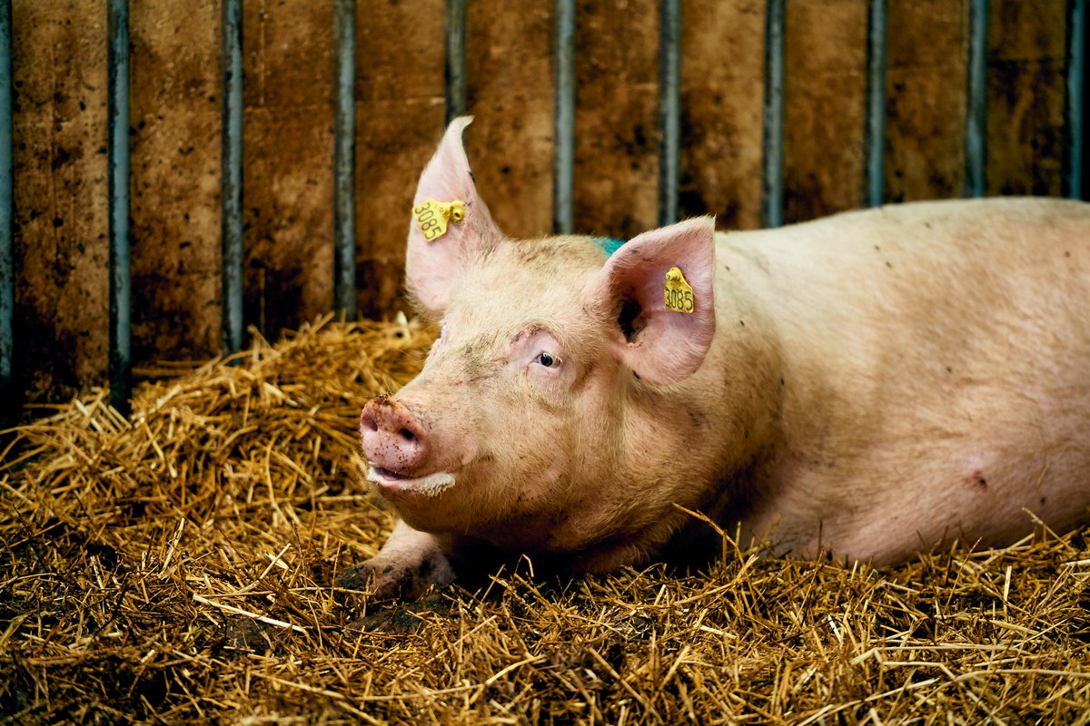 Kontrol skal sikre at syge grise får behandling Fødevarestyrelsens kontroller med om landmanden tager korrekt hånd om syge og tilskadekomne grise, har de senere år indikeret udfordringer med indsatsen i staldene. Således har myndighedskontrollen tidligere vist, at flere landmænd