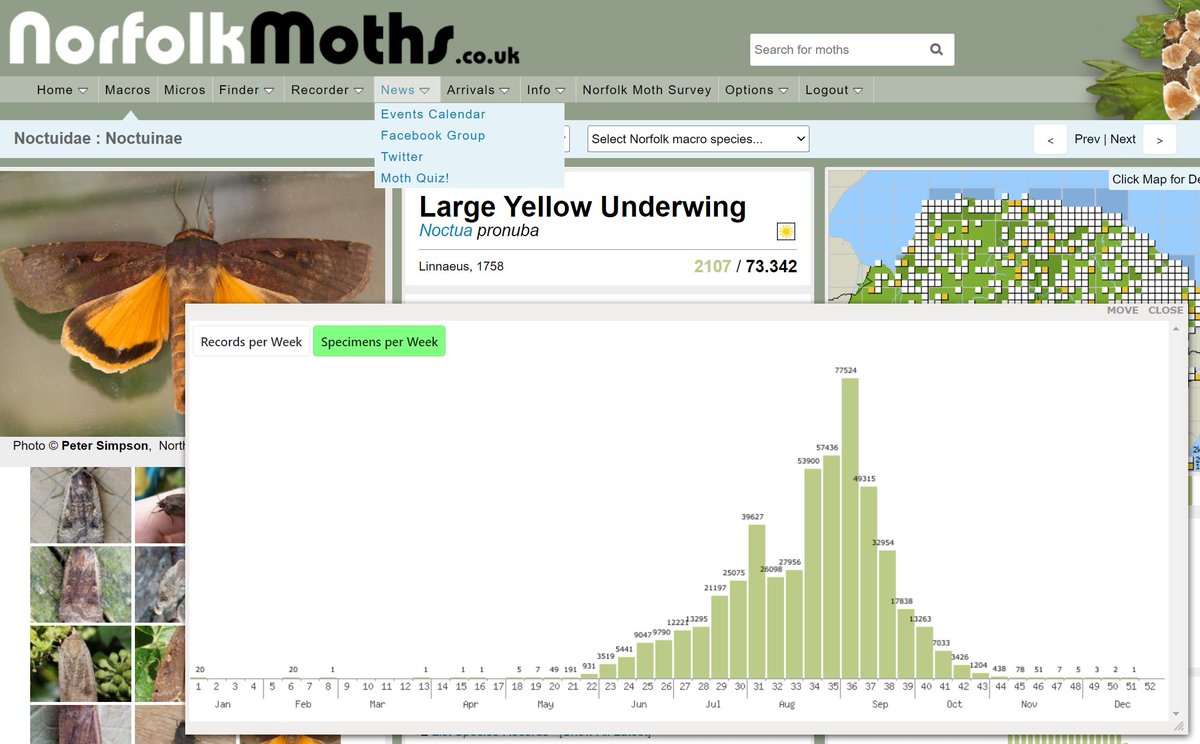 Inspired by @LesEvansHillBC I put together a week chart (testing now on norfolkmoths.co.uk ) In week 36, 77,524 Large Yellow Underwings have been recorded !! Run for cover ;)