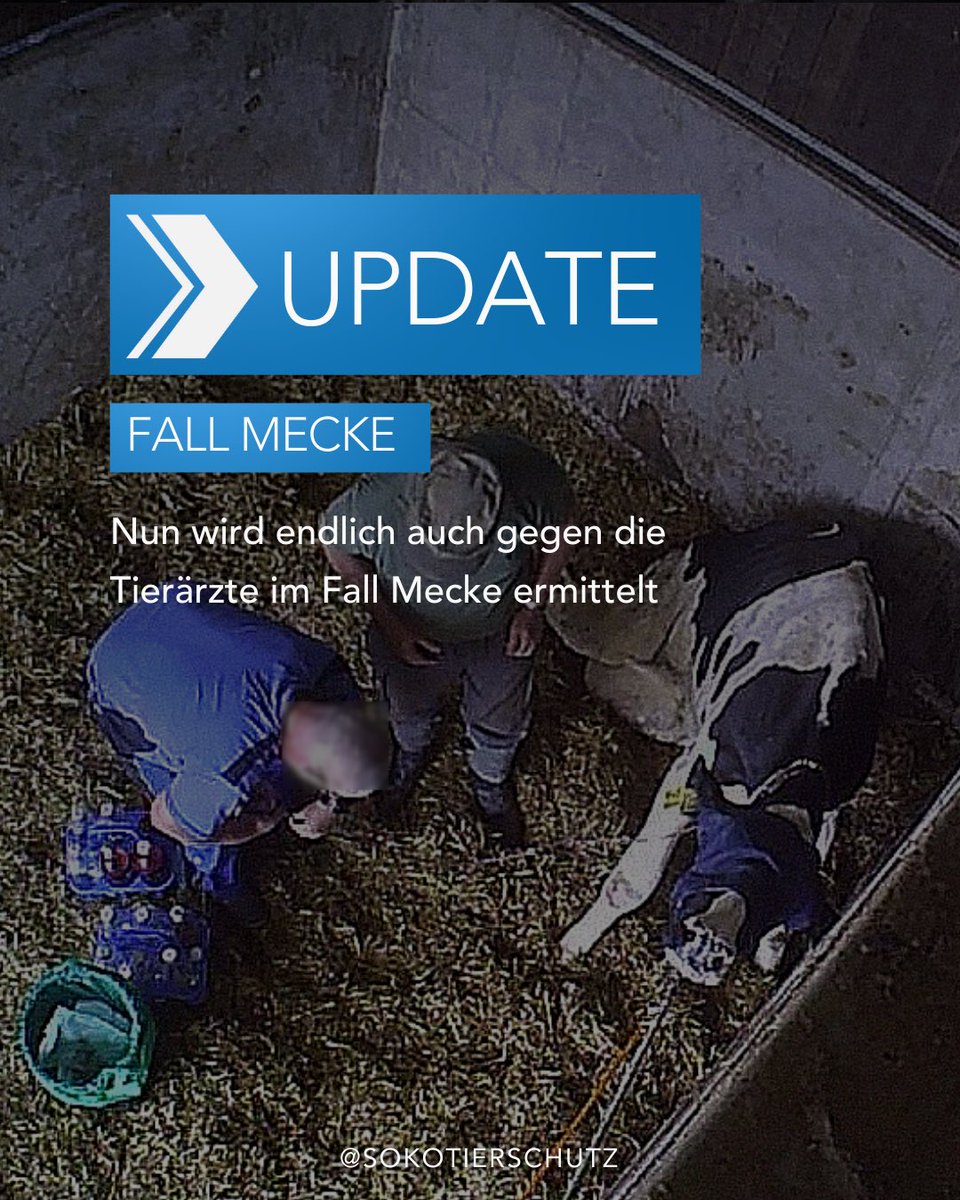 Wie auch im aktuellen Fall hat 2021 im Fall Mecke eine amtliche Veterinärin weggesehen oder war gar nicht vor Ort.
Nun ermittelt die Staatsanwaltschaft Dortmund gegen die Tierärzte, die für den Kreis Unna Schlachtbetriebe kontrollieren sollten.