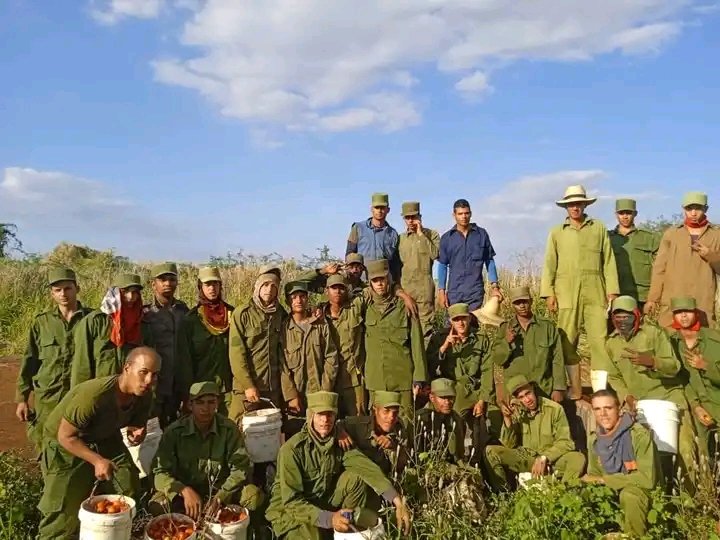 Ellos son #GenteQueSuma, muchachos comunes, jóvenes comprometidos de la <a href="/RMMatanzas/">Región Militar Matanzas 🐊</a>, convencidos que en la producción de alimentos está la tarea hoy,en  solo 13 días llevan 70,2 toneladas de tomates recogidas.
Sigan echando palante muchachos, son el orgullo de la juventud cubana.