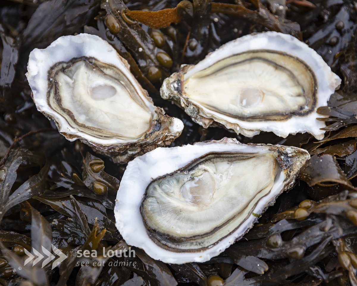 A taste of luxury! @CooleyOysters is a family run business committed to supplying high quality, sustainable Irish oysters from the crystal clear waters of #CarlingfordLough🦪🦪🦪Find out more👉sealouth.ie/cooley-oysters #irishoysters #countylouth #irishproduce #seatotable #sealouth
