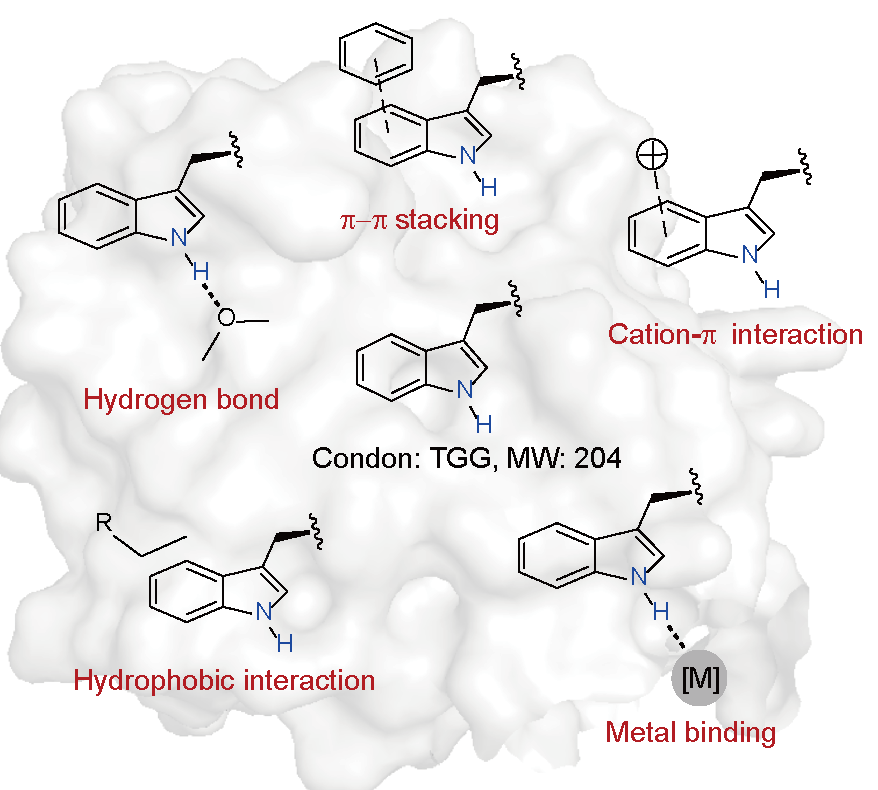 Linlab_ZJU's tweet image. This chemical activation of a genetically encoded caged-tryptophan (Trp-CAGE) strategy enables precise activation of the Trp of interest underlying diverse important molecular interactions, such as hydrophobic interactions, polar interactions, and π interactions. @NatureChemistry