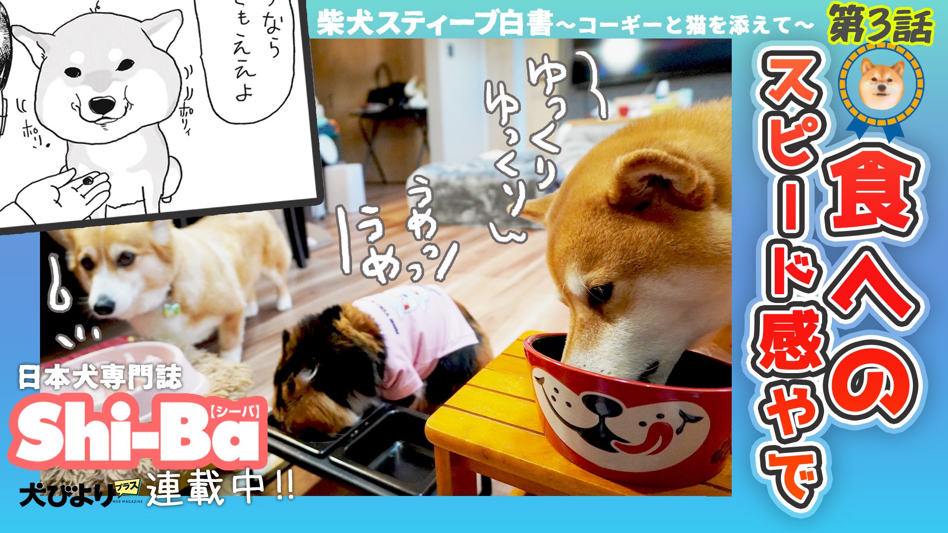 柴犬スティーブch【ｺｰｷﾞｰと猫を添えて】@YouTube على X