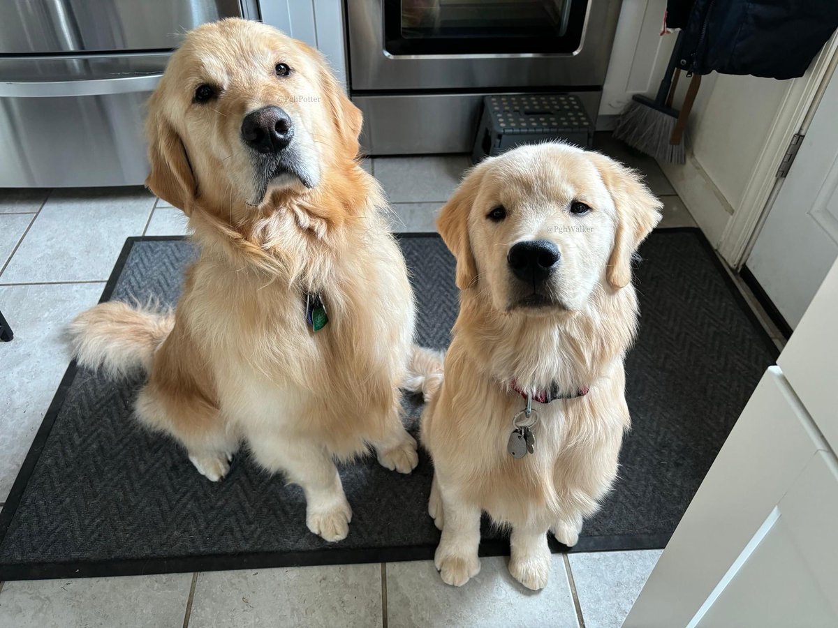 Me and @PghWalker both got all of our hairs cut yesterday. This is the look we gave @BrynaSF_edu upon returning to the family’s world headquarters. We are filing a complaint with management. #VeryHandsome #Unpleased #NotFunny #NotFair #OnStrike 

#DogsOfTwitter #GoldenRetrievers