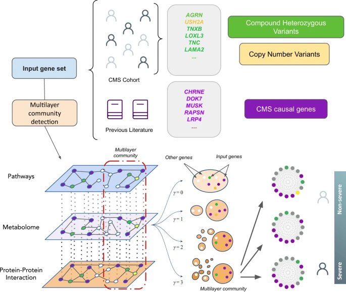 IkerNunezCa's tweet photo. Utilizamos nuestro #MultilayerNetwork para identificar relaciones entre alteraciones genéticas obtenidas de perfiles ómicos de los pacientes y genes causales de #CMS, una #EnfermedadMinoritaria que presenta diversos niveles severidad en cuanto a debilidad muscular👇 https://t.co/Y84gB29mzE