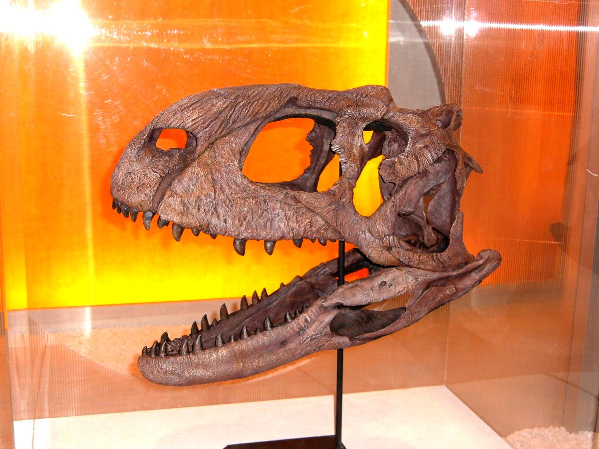 kta92751434's tweet photo. #Conchoraptor gracilis
#Microraptor gui
#Rajasaurus narmadensis
#Nanyangosaurus zhugeii
恐竜博2004より https://t.co/U0L2KV3bk3