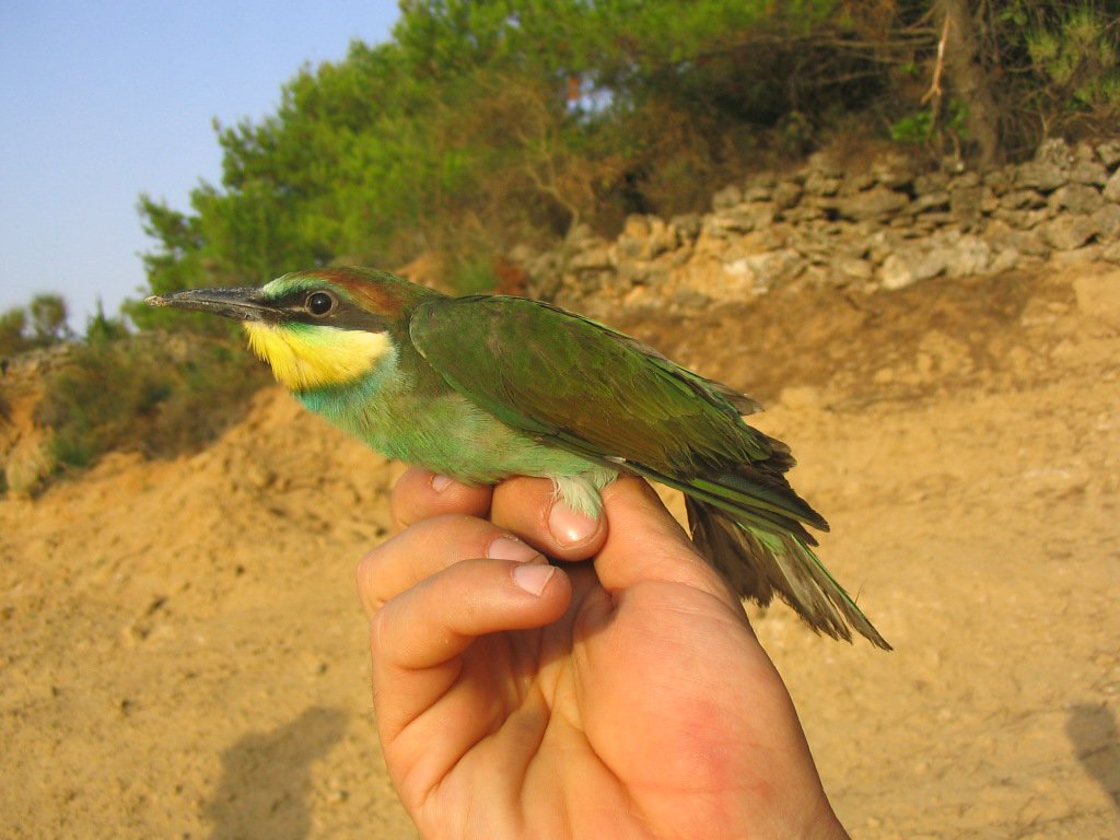 Please RT Job alert
PostDoc to join our cool project EcoOpen: Empowering ecological research via open science &amp; meta-research

We have an amazing international team &amp; are full of energy to 💪 ecological research

ad euraxess.ec.europa.eu/jobs/199540 Pics of Croatia 4 increased engagement