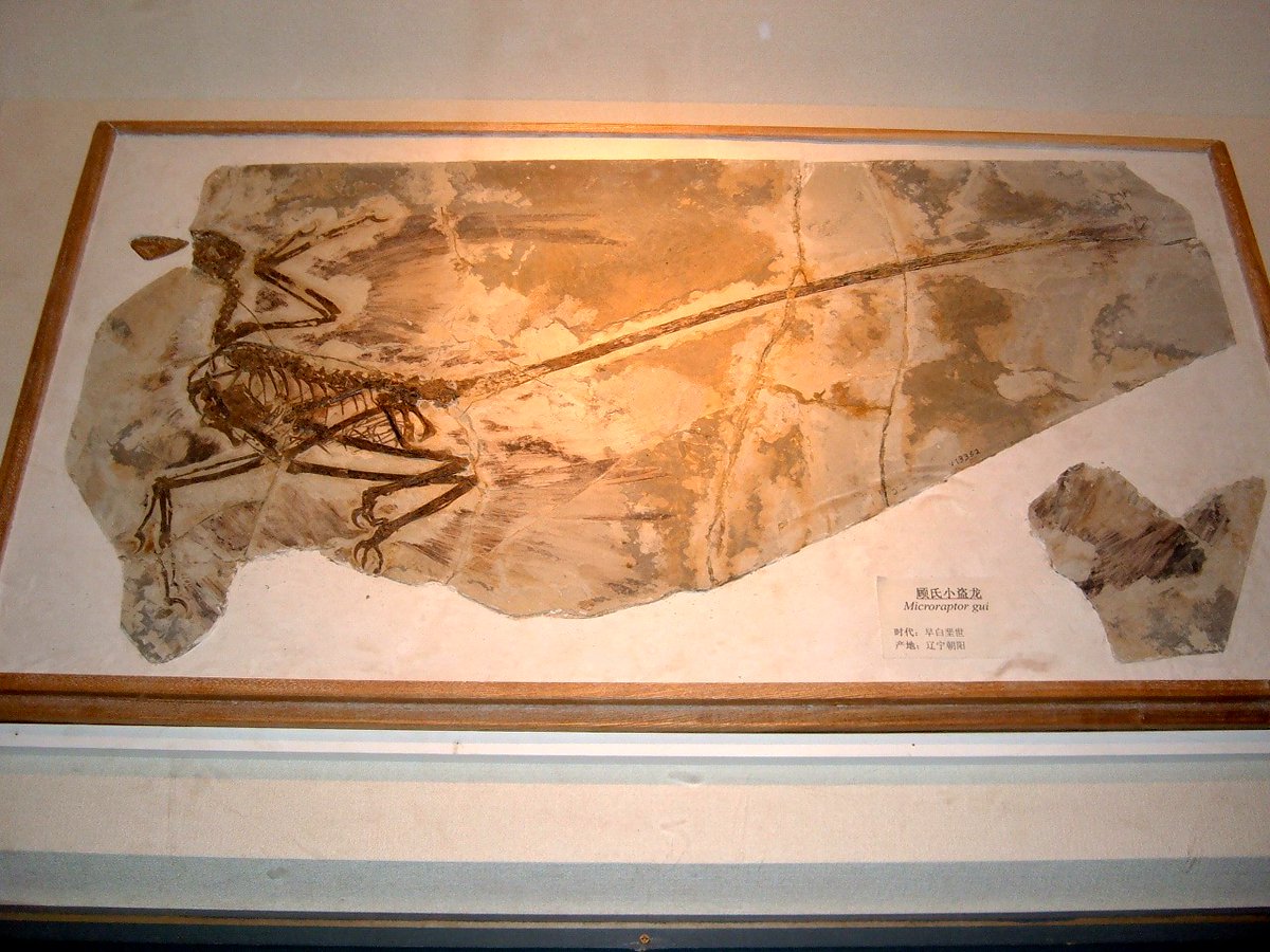 kta92751434's tweet photo. #Conchoraptor gracilis
#Microraptor gui
#Rajasaurus narmadensis
#Nanyangosaurus zhugeii
恐竜博2004より https://t.co/U0L2KV3bk3