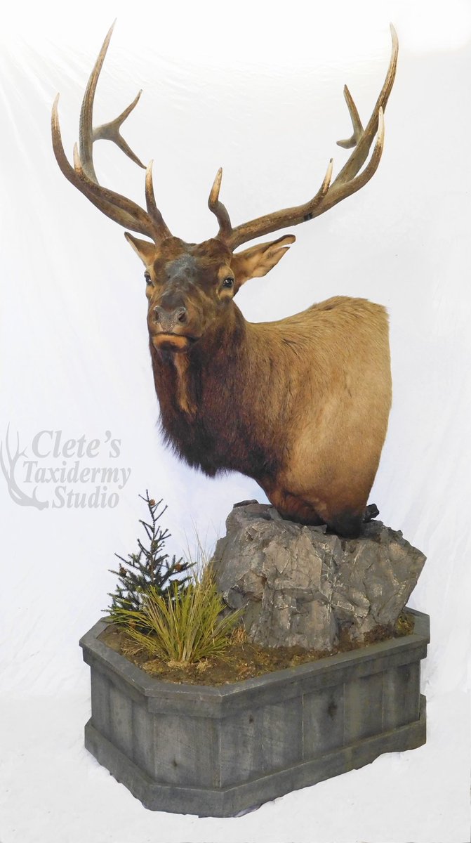 A Wyoming bull elk on a floor pedestal.