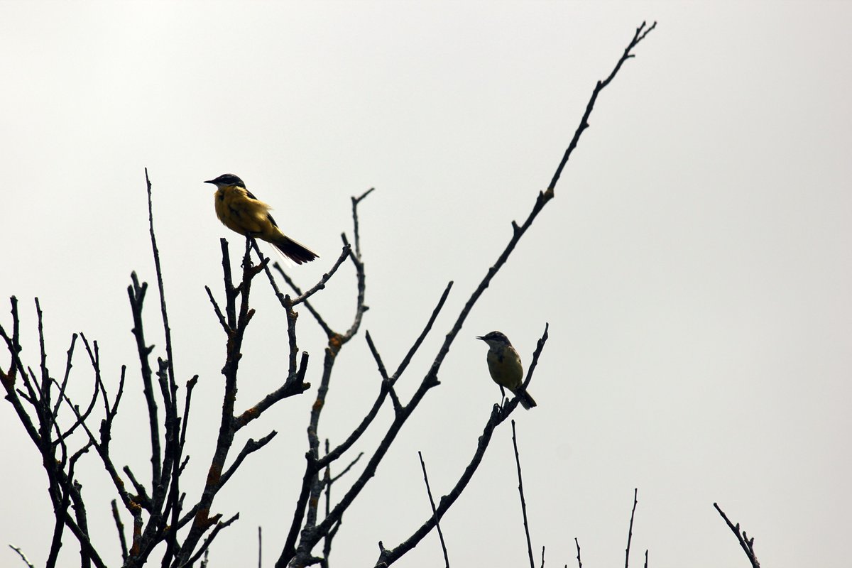 'Just captured the graceful silhouette of Motacilla flava against a stark winter sky. Photography allows us to freeze moments of natural beauty like this. 📷✨ #NaturePhotography #BirdWatching #Wednesdayvibe #NatureBeauty