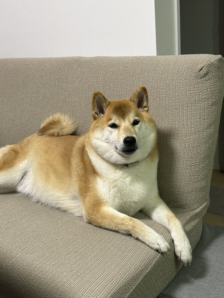 shiba_maakun tweet picture