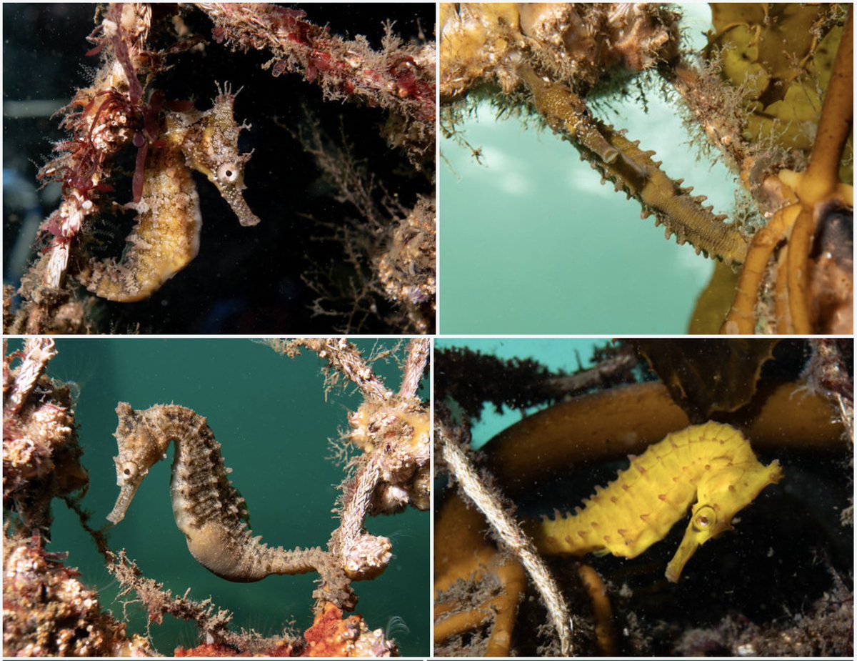 Terrific to record quite a few individuals of the endangered White's #seahorse on our surveys in #sydneyharbour today #marineexplorer