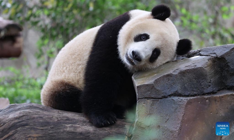PDChinaLife's tweet image. The #Beijing base of the China Conservation and Research Center for Giant Panda is expected to open its first phase park to visitors by end-2025, which will introduce tourists to some 40 out of the 50 #giantpandas settling in the park next year.