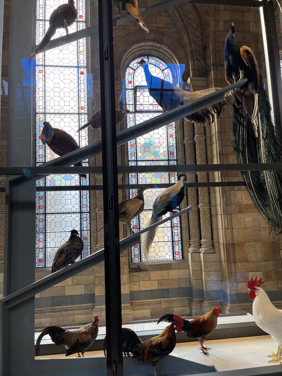 Birds for #windowsonWednesday #naturalhistorymuseum