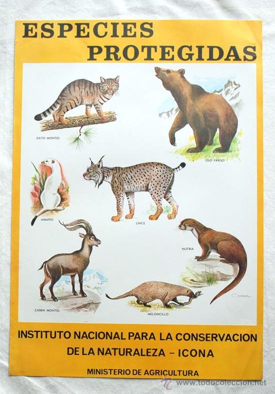 Santi_MBarajas's tweet photo. La @Junta_Ex está empeñada en que se cace el Meloncillo, una especie que desarrolla una importante función en el ecosistema y que está protegido desde 1973. Argumentar que produce daños al ganado es falso y absurdo. El @mitecogob tiene que impedir lo que sería un gran paso atrás. https://t.co/qBfGrdr5Qo