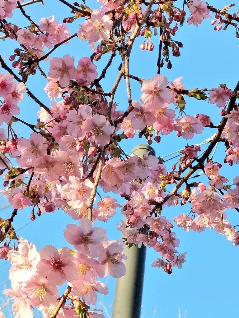 「早咲き桜発見鮮やかなコントラストにウキウキしますな〜#桜 」|こきあい りん(小樹藍りん)のイラスト