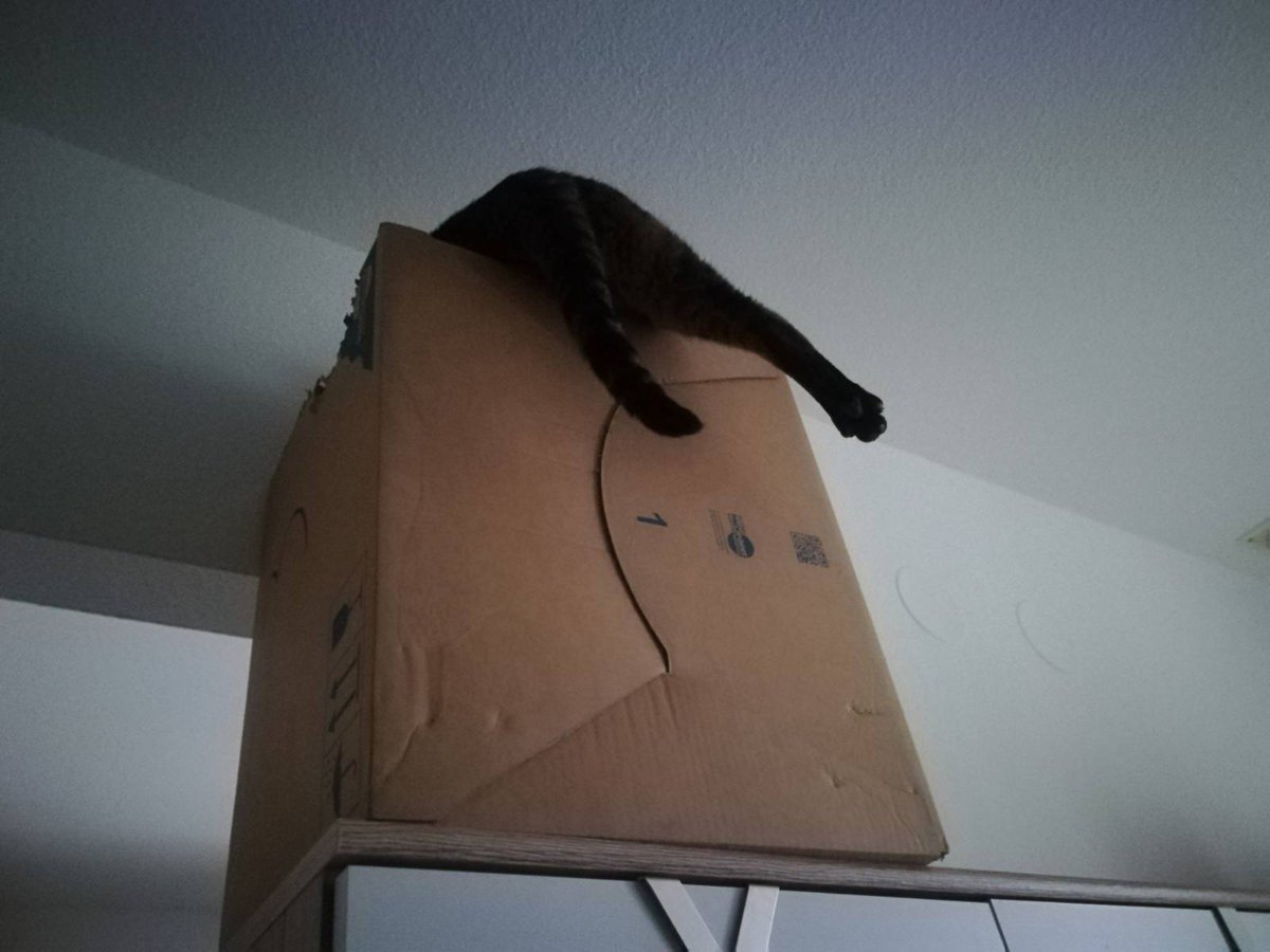 valerieschreibt's tweet image. long time no see. 
but first: #catcontent