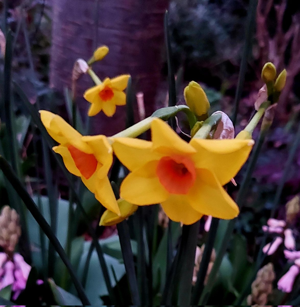 Little signs of hope, that's blossoming faithfully, ignoring the news. #February #image #flowers #poetry #WriterCommunity #photo