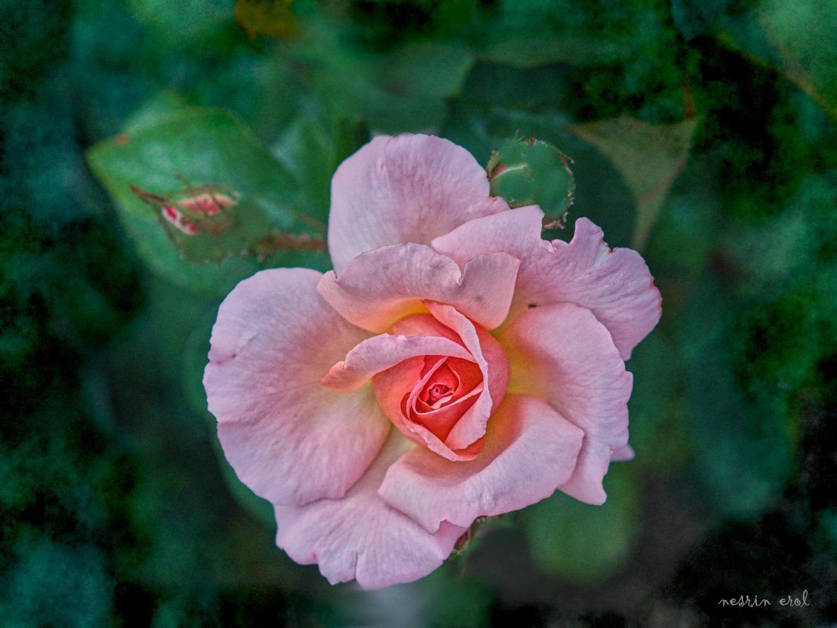 #RoseWednesday #BeautyofNature #flowerphotography
