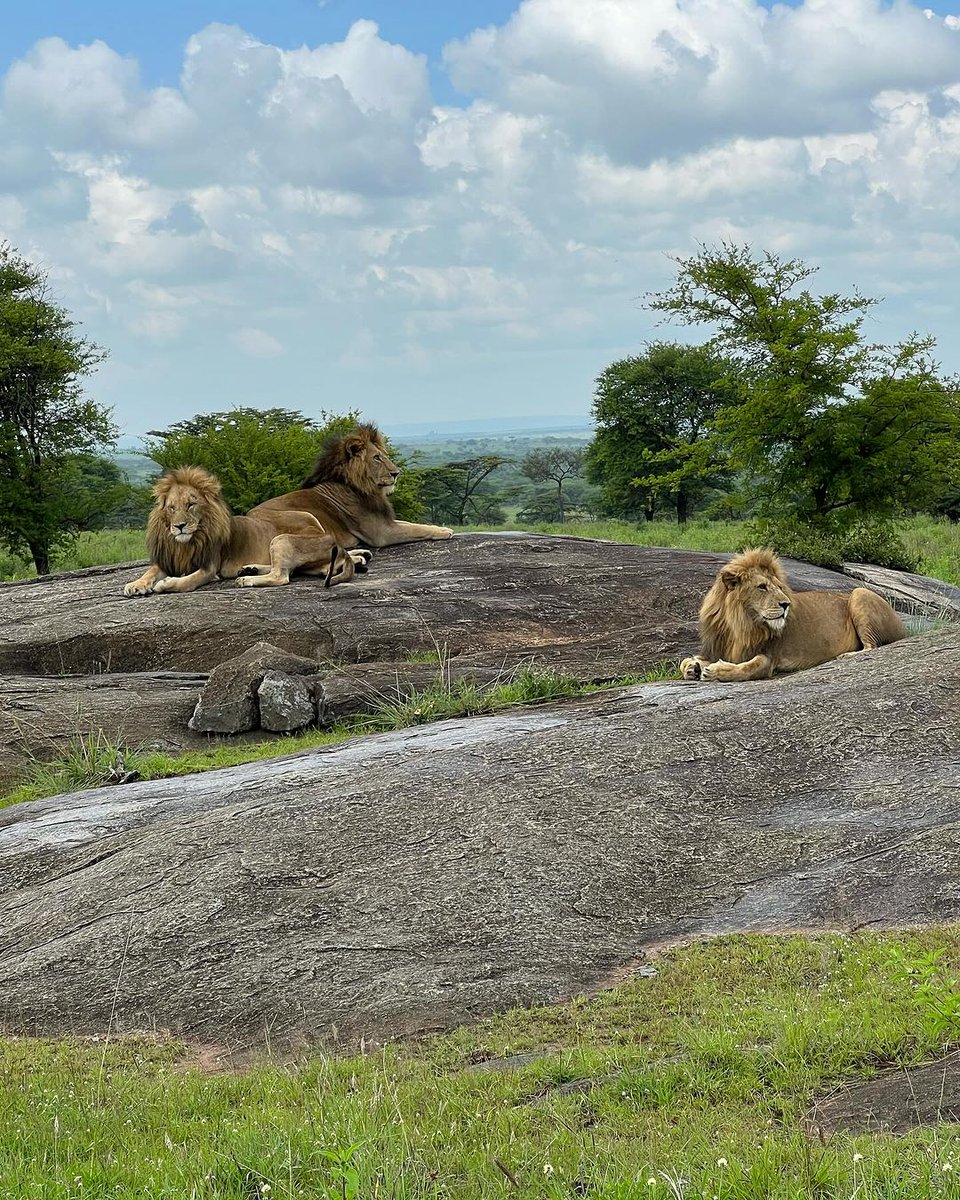 The world is a book and those do not travel read only one page.

- Saint Augustine

.
.

#VisitRwanda #EastAfricaSafari #GorillaTrekking 
#WildlifeAdventure #SafariExperience #ExploreRwanda
#DiscoverUganda #KenyaSafari #TanzaniaExplorer
#ZanzibarGetaway #LuxurySafari #SafariLife