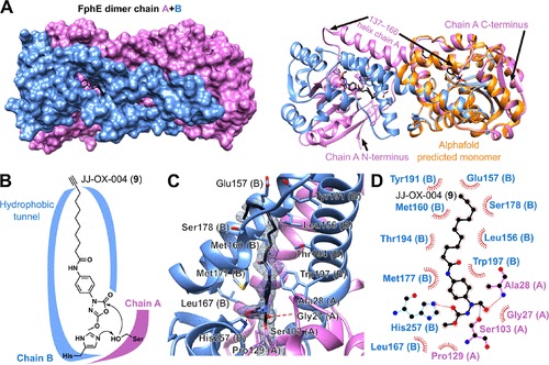 Development of Oxadiazolone Activity-Based Probes Targeting FphE for Specific Detection of Staphylococcus aureus Infections dlvr.it/T3M39r