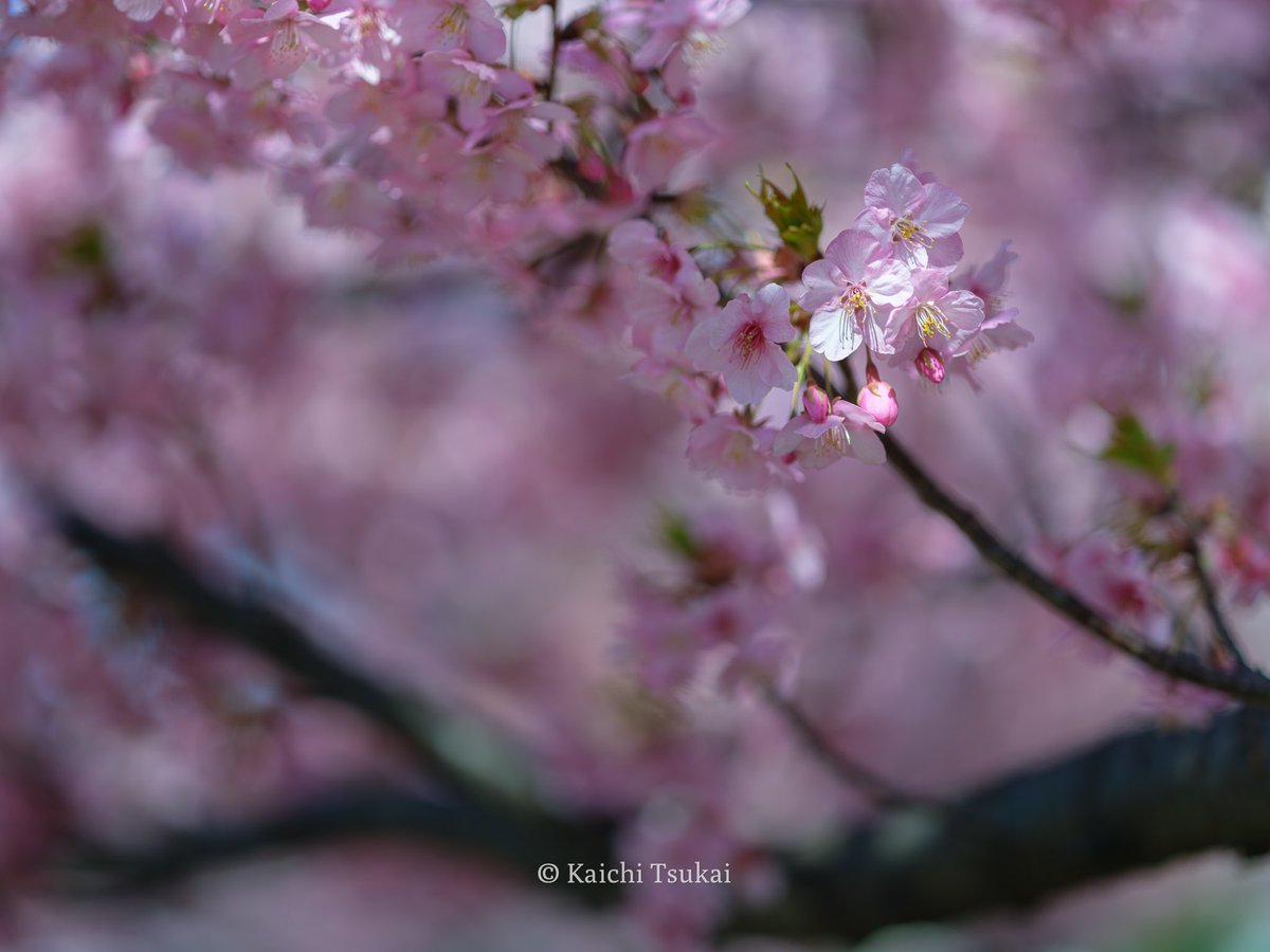 Kawazu cherry blossoms.

#河津桜 #kawazucherryblossoms #花 #桜 #flowers #散歩道 #手持ち撮影 #fujifilm #fujifilmgfx100s 

Photographed : Mar/2022
Location : Tokyo
Camera : GFX100S
Lens : GF80mm F1.7