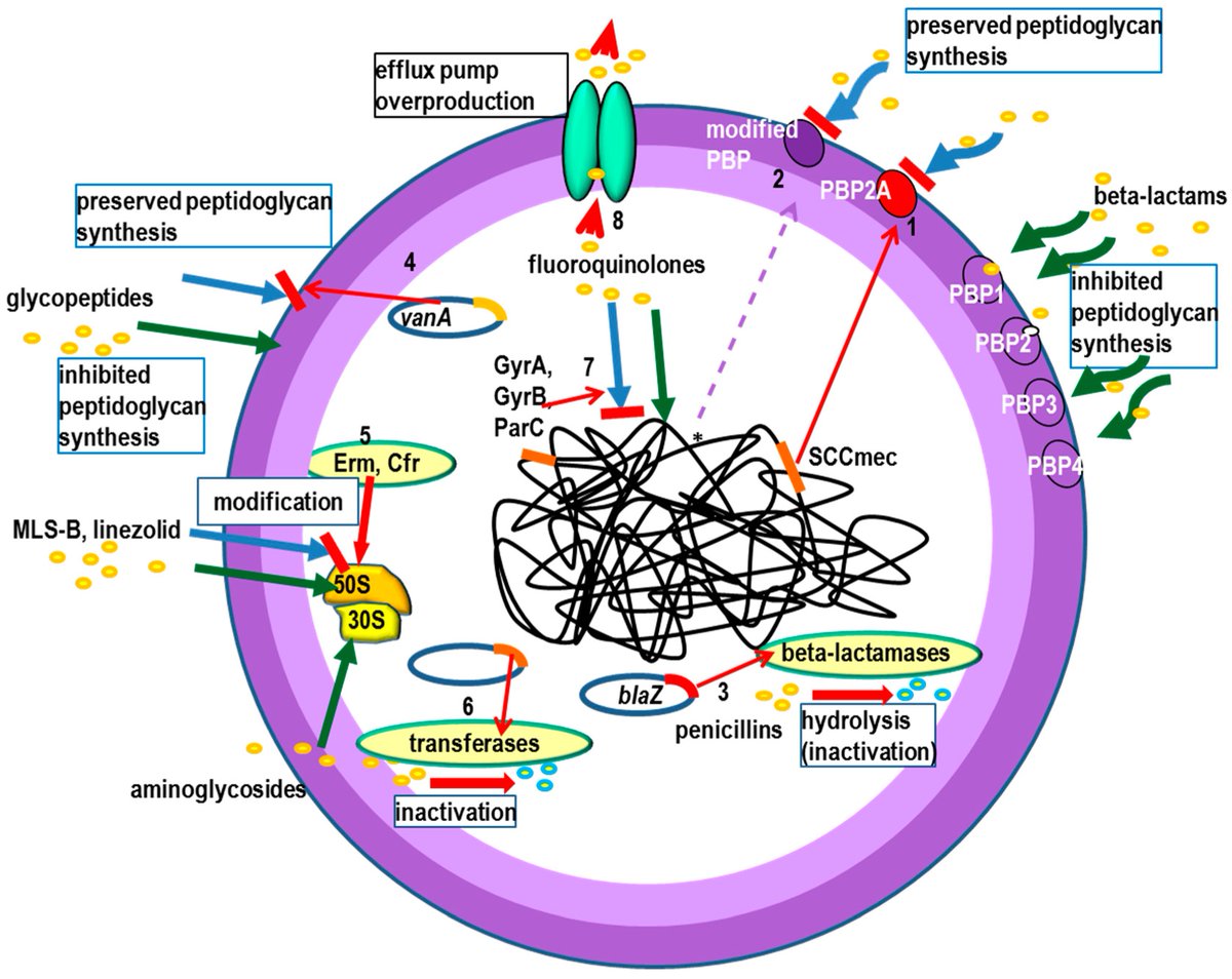 IJMS_MDPI's tweet image. #mostcited
🏆Top Cited Review in 2022 Q3
📚Molecular Mechanisms of Drug Resistance in Staphylococcus aureus
🔗mdpi.com/1738502
👨🔬By Dr. Beata Mlynarczyk-Bonikowska et al
@MDPIOpenAccess
@MDPIBiologySubj
#Staphylococcusaureus #drugresistance #microbiology