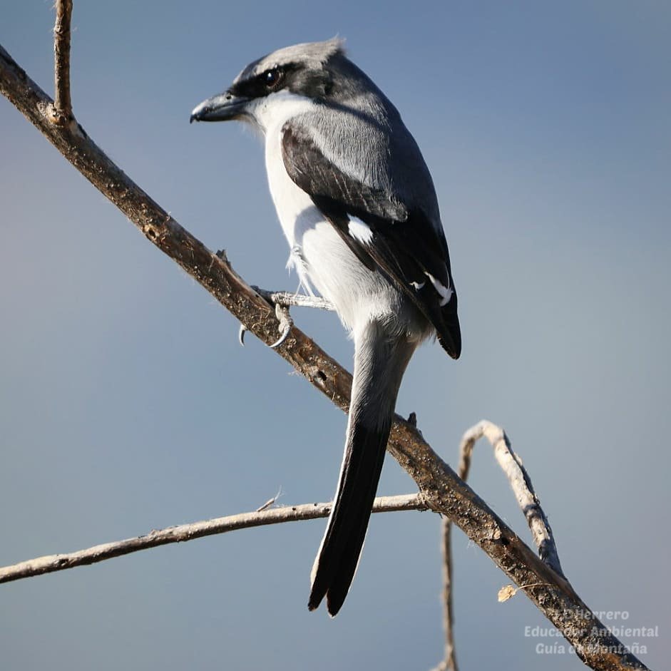 No es lo mismo escuchar que oír, ni es lo mismo mirar que observar 😉 te aseguro que en una ruta de observación de aves 🐦 👣🥾 entenderás las diferencias. 

📷 Alcaudón real (Lanius excubitor)

#EducadorAmbiental #GuíaOrnitológico #Tenerife #BirdWatching